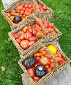 Alternative view of Willow Garden Trug with Lin Lovekin Thurs 10th & Friday 11th Sept 2026