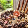 ACooper Mushrooms 1