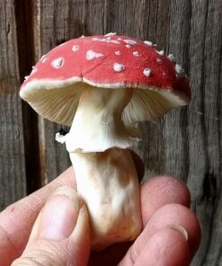 Alternative view of Ceramic Mushroom Making Workshop - Saturday 14th November 2026