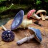 ACooper Mushrooms 3