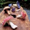 ACooper Mushrooms 5